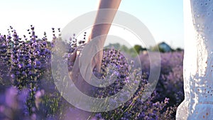 Female hand tenderly touching tops of purple flowers. Woman moving her arm above blooming lavender. Girl walking through