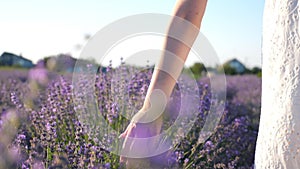 Female hand tenderly touching tops of purple flowers. Woman moving her arm above blooming lavender. Girl walking through