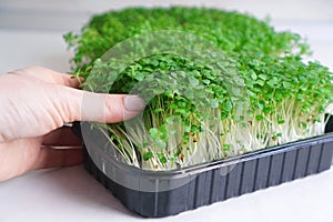 Female hand touch a microgreen sprouts photo
