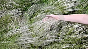 Female hand touch pampas grass called Mexican Feather Grass