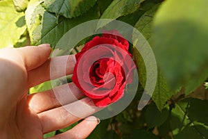 Female hand touch a red rose growing in a summer garden