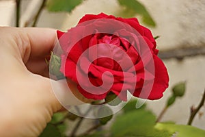 Female hand touch a red rose growing in a summer garden