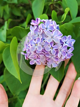 Female hand touches beautiful small flowers of lilac tree in spring garden