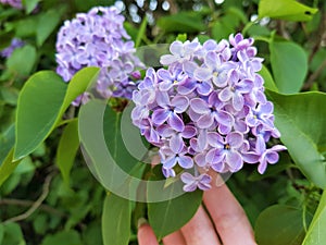 Female hand touches beautiful small flowers of lilac tree in spring garden