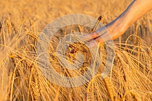 female hand touches the golden ear wheat, caresses ears wheat grains, concept natural agriculture, summer harvest, farm