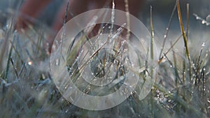 The female hand touches to a frosty grass on a background light of the sun