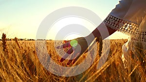 A female hand touches a wheat spike in a field against a sunset background close up, in a slow motion
