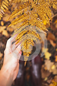 Female hand touches yellow fern in autumn forest.