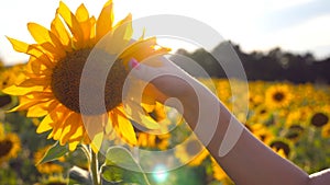 Female hand touching beautiful sunflower in the field with sun flare at background. Arm of girl caress yellow flower at