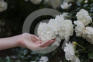 Female hand touching beautiful white garden roses
