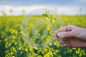 Female hand touching blooming rapeseed crops in field, close-up. Nature background