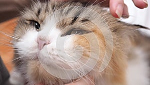 Female hand touching brown calico Persian cat. stroking cat head gently. concept of pet.