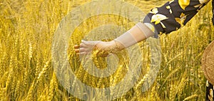 Female hand touching a golden wheat ear in the wheat field, sunset light, flare light. Horizontal image