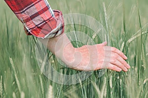 Female hand touching green barley crops in field