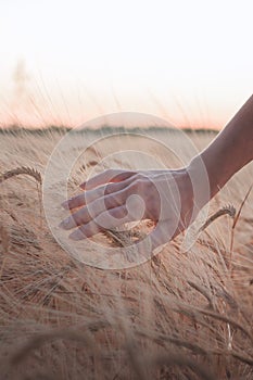 Female hand touching ripening yellow golden wheat rye ears in early summer in wheat field