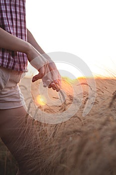 Female hand touching ripening yellow golden wheat rye ears in early summer in wheat field