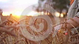 Female hand touching wheat. Agriculture harvest grove. Close Up of farmers hand over wheat growing in summer day