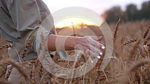 Female hand touching wheat. Agriculture harvest grove. Close Up of farmers hand over wheat growing in summer day