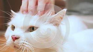 Female hand touching white Persian cat. stroking cat head gently. concept of pet.