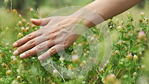 Female hand is touching wildflower in meadow