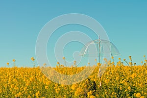 Female hand with a transparent umbrella in the field with yellow flowers