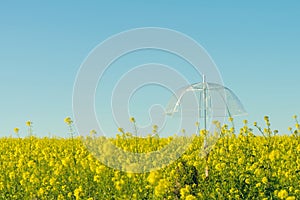 Female hand with a transparent umbrella in the field with yellow flowers