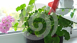 A female hand watering potted flower geranium on a window sill, puring water from a red glass and plastic watering can