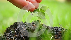 Female hand watering young plant over blurred green background in slow motion. 1920x1080