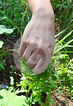 Female hand with weeds