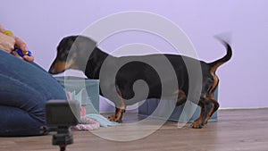 Female handler teaches dachshund new trick with clicker and treats as form of positive reinforcement dog training, but