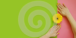 Female hands beautiful manicure  treatment delicacy gerbera flower on a colored background