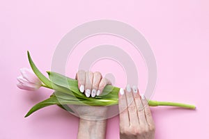 Female hands with beautiful manicure - white ivory oval nails with tulip flower on pink paper background with copy space