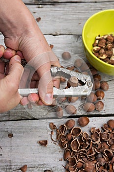 Female hands break hazelnuts with pliers