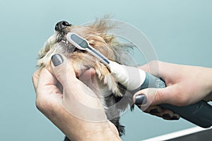 Female hands are brushing teeth with an electric toothbrush.