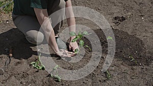 female hands carefully plant seeds in brown ground earth garden spring sunny day