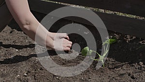 female hands carefully plant seeds in brown ground earth garden spring sunny day