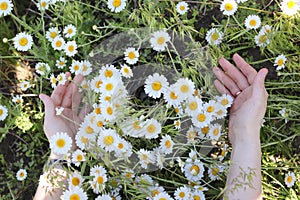 Female hands and chamomile field on a sunny summer day. Copy space - nature beauty concept, environment, flowers, tenderness,