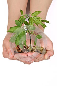 Female hands with coins and a green sprout