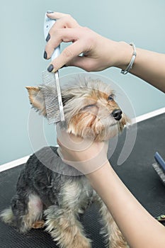 Female hands are combing the fur next to the ear with a Yorkshire Terrier dog comb.