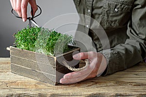 Female hands cut coriander with scissors micro greens. Raw sprouts, microgreens, healthy eating concept