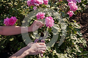 Female hands cut pink roses at dacha with scissors
