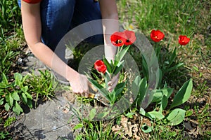 Female hands cut red tulips for making boughpot in