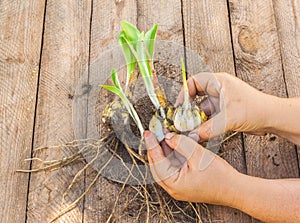 Female hands disconnect of bulbs Lilium candidum