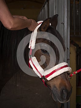Female hands doing braids to a Purebred Andalusian- arabian Schollmaster horse.
