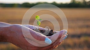 Female hands of farmer holding small green sprout at meadow at sunset. Agronomist getting ready to earth a little plant