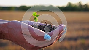 Female hands of farmer holding small green sprout at meadow at sunset. Agronomist getting ready to earth a little plant