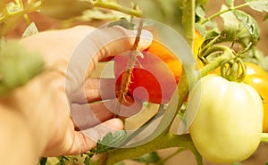 Female hands of a farmer picking a ripe tomato from a bush in a greenhouse. Agriculture concept