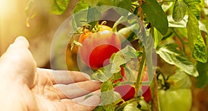 Female hands of a farmer picking a ripe tomato from a bush in a greenhouse. Agriculture concept