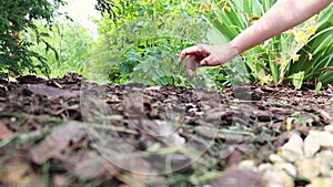 Female hands fertilize the soil for a flowering plant in the garden. Horizontal position. Plant growing