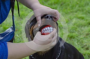 Female hands in fingerless gloves and rottweiler with smile ball in the mouth